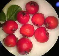 Cotoneaster hjelmqvistii