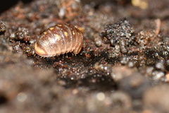 Glomeris esterelana