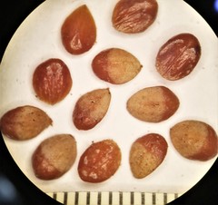 Cotoneaster hjelmqvistii