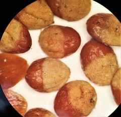 Cotoneaster hjelmqvistii