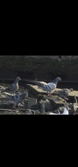 Columba livia
