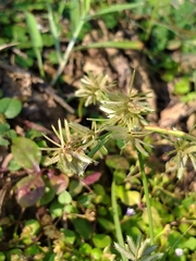 Cyperus flavidus