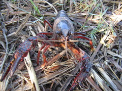 Procambarus clarkii