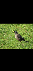 Acridotheres tristis