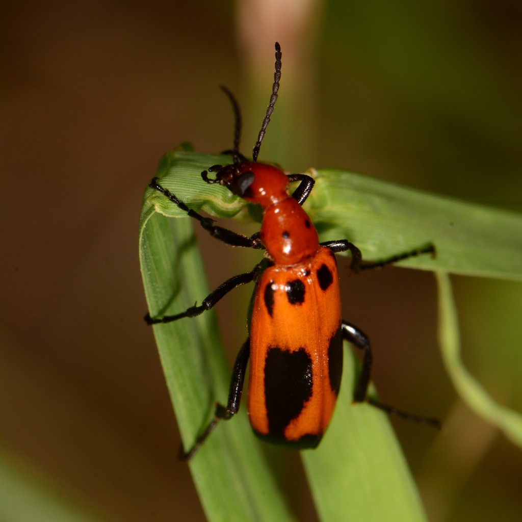 Pyrota terrestris