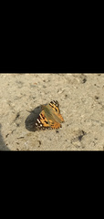 Vanessa cardui