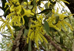 Acacia crassicarpa