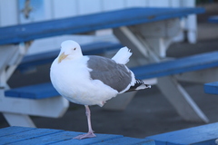 Larus occidentalis