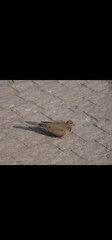 Streptopelia senegalensis