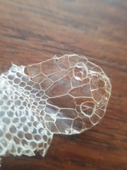 Crotaphopeltis hotamboeia