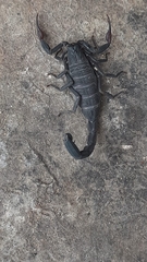 Centruroides gracilis