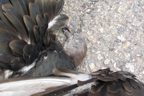 Turkey Vulture photographed in Arizona