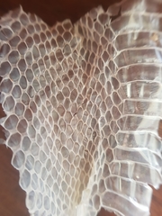 Crotaphopeltis hotamboeia