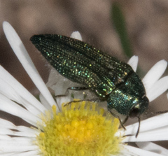 Acmaeodera resplendens