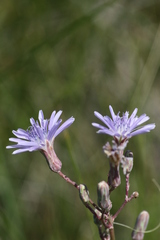 Lactuca tatarica