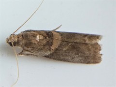 Acrobasis juglandis