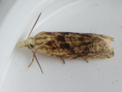 Eucosma ochrocephala