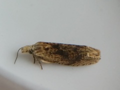 Eucosma ochrocephala