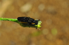 Pseudopachylosticta subflavata