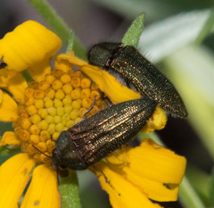 Acmaeodera resplendens