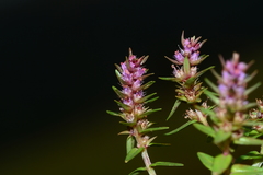 Rotala belgaumensis