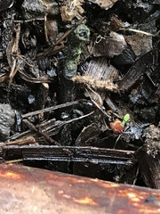 Odontomachus erythrocephalus