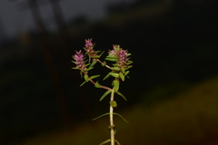 Rotala belgaumensis