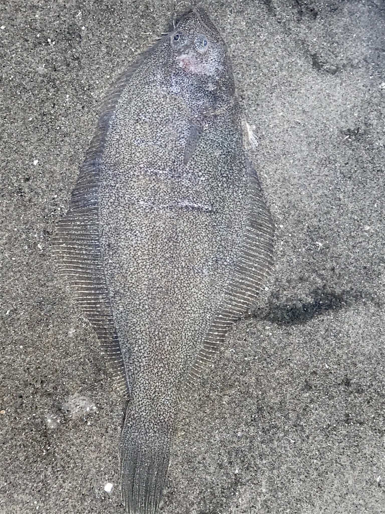 Sand Sole