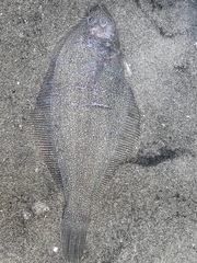 Psettichthys melanostictus