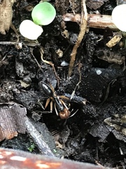 Odontomachus erythrocephalus