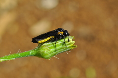 Pseudopachylosticta subflavata