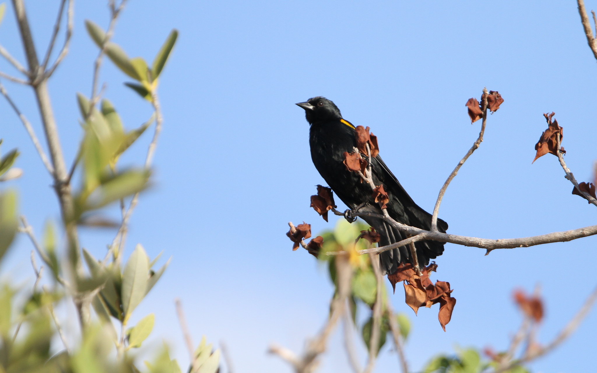 Yellow-shouldered Blackbird illustration