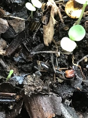 Odontomachus erythrocephalus