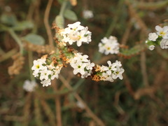 Heliotropium europaeum
