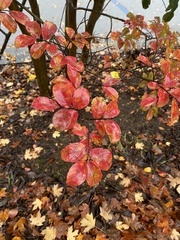 Lagerstroemia indica
