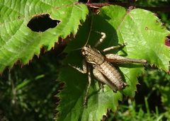 Antaxius spinibrachius