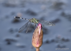 Orthetrum sabina