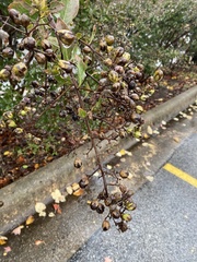 Lagerstroemia indica