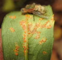 Puccinia pulverulenta