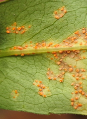 Puccinia pulverulenta