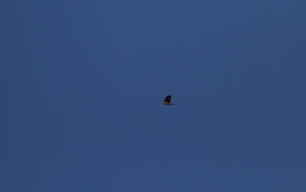 Puerto Rican Sharp-shinned Hawk