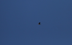 Accipiter striatus venator