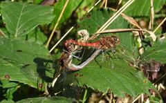 Sympetrum nigrifemur