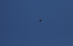 Accipiter striatus venator