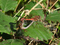 Sympetrum nigrifemur
