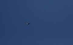 Accipiter striatus venator