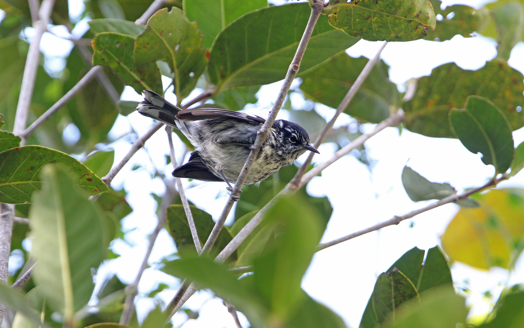 Elfin Woods Warbler
