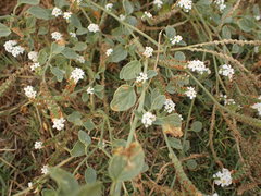 Heliotropium europaeum