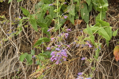 Penstemon wilcoxii