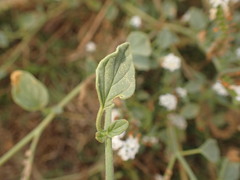 Heliotropium europaeum